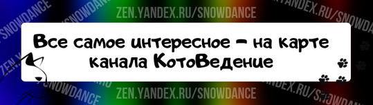 Потеря молочных зубов - это часть взросления. Однако, когда мы теряем зубы в зрелом возрасте, это неприятно.  А как насчет кошек? Если у моей кошки выпал зуб, стоит ли мне беспокоиться?-2