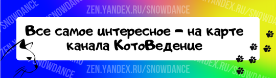Спящая кошка очень мила. Даже "собачник" не может смотреть на милую маленькую кошечку, свернувшуюся клубочком, и не умилиться. Как можно не захотеть обнять такую милую кроху?-4