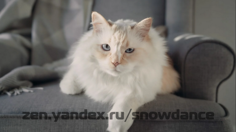Мы знаем, что фрукты и ягоды полезны для людей, но как насчет кошек? Могут ли кошки есть малину? Да, малина является безопасным продуктом питания для кошек в умеренных количествах.-3