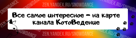 Мы знаем, что фрукты и ягоды полезны для людей, но как насчет кошек? Могут ли кошки есть малину? Да, малина является безопасным продуктом питания для кошек в умеренных количествах.-4
