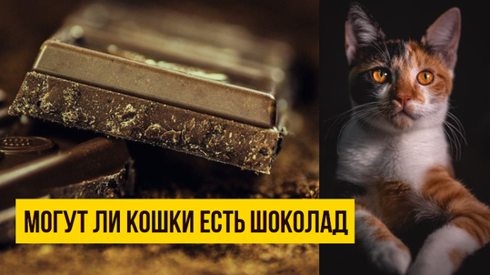 Можно ли кошкам есть шоколад?