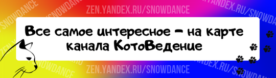 У нас много вариантов, что пить каждый день. Кофе на завтрак (или на весь день), сок, газировка, молоко - все это есть в меню. У кошек же, как правило, есть только один вариант питья - вода.-4