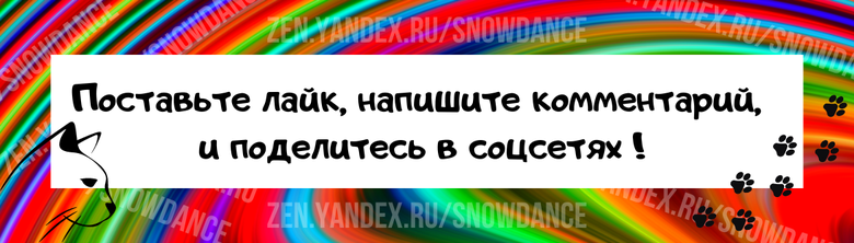 Если вы думаете, что повысив голос, вы добьетесь чего-то от своей кошки, вы ошибаетесь.-5