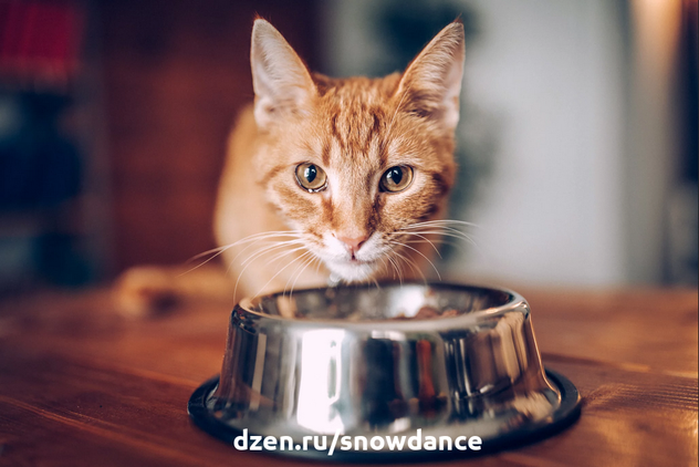 Можно ли смешивать разные корма для кошки? Что говорит диетолог