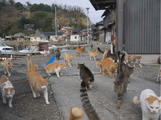 На острове Тасиро, расположенном в японской префектуре Мияги, живет гораздо больше кошек, чем людей.