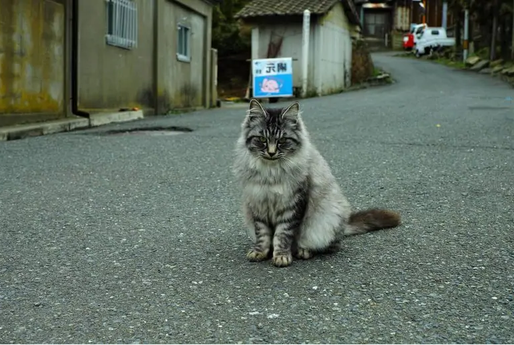 На острове Тасиро, расположенном в японской префектуре Мияги, живет гораздо больше кошек, чем людей.-2