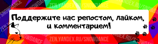 Хотя кошки и привязываются к людям, они могут нападать на незваных гостей, а могут и не нападать. Это зависит от характера кошки.-3