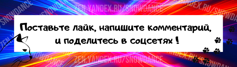 Зимой в нашей заботе особенно нуждаются уличные кошки. Без помощи человека у них мало шансов выжить в сильные холода.-3