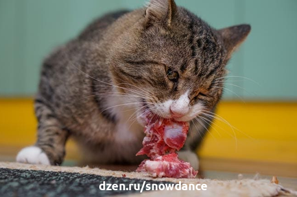 Натуральное питание для кошки