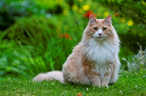 Норвежская лесная кошка - это одомашненная порода, зародившаяся в Северной Европе. Сегодня эта порода является популярным домашним животным во всем мире.