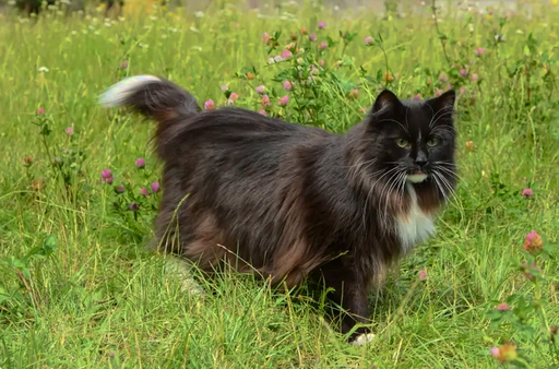 Норвежская лесная кошка - это одомашненная порода, зародившаяся в Северной Европе. Сегодня эта порода является популярным домашним животным во всем мире.-2