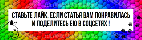 Обычно кошки теряют аппетит по мере приближения смерти. Органы отключаются, активность значительно снижается, и потребность в пище уменьшается.-2