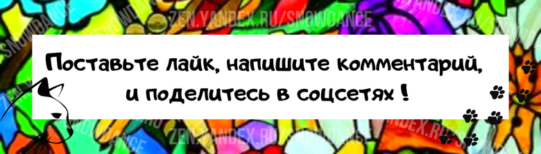 Многие люди считают, что понять язык собаки легче, чем кошки. Но каково оно на самом деле? Кошки считаются загадочными животными, независимыми и держащими своих людей на расстоянии.-7