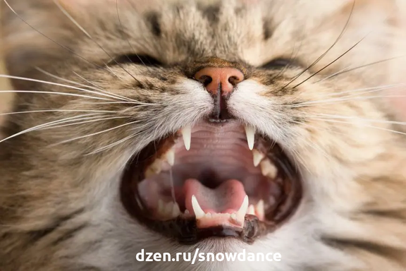 Заболеваниям полости рта у кошек