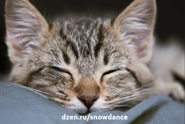 Нужно ли беспокоиться, когда кошка притворяется спящей?
