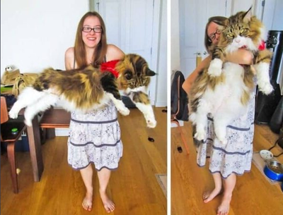 Думаю, само собой разумеется, что мейн-куны - очень большие кошки.