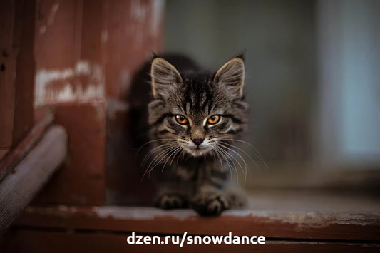 В чем разница между одичавшей и бездомной кошкой?
