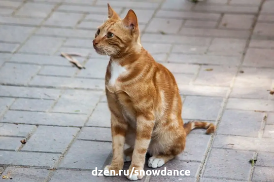 Бродячие кошки