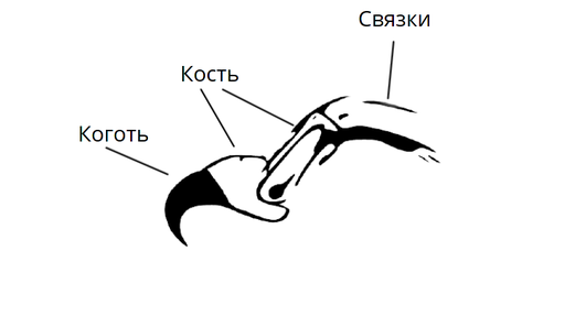 Фаланги здоровой кошки