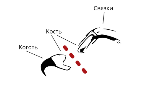 Это ампутация. Это хирургическая процедура, которая меняет жизнь кошки и делает ее инвалидом.