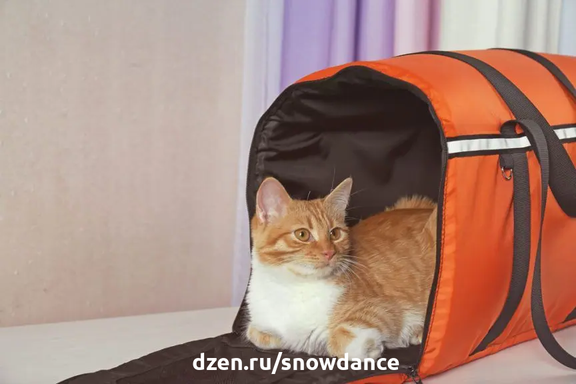 Какая переноска лучше всего подходит для вашей кошки? Как безопаснее всего возить кошку к ветеринару и в длительные поездки?-2