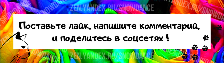 Какая переноска лучше всего подходит для вашей кошки? Как безопаснее всего возить кошку к ветеринару и в длительные поездки?-3