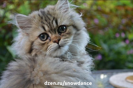 Персидская кошка - красота, аристократизм и... хлопотный груминг