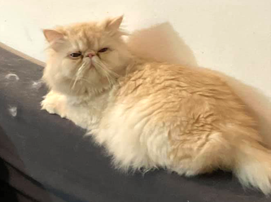 Персидский кот Оливер - домашний кот, но каким-то образом он удрал из своего дома в Маунтин Хоум, штат Айдахо. Поскольку Оливер не выходит на улицу, его пропажа была очень необычной.-2