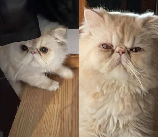 Персидский кот Оливер - домашний кот, но каким-то образом он удрал из своего дома в Маунтин Хоум, штат Айдахо. Поскольку Оливер не выходит на улицу, его пропажа была очень необычной.-3