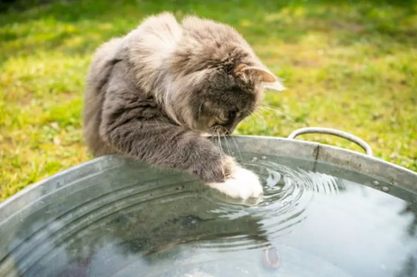 Если вы когда-нибудь видели, как плавает тигр, то знаете, что не все кошачьи страдают боязнью воды.-2