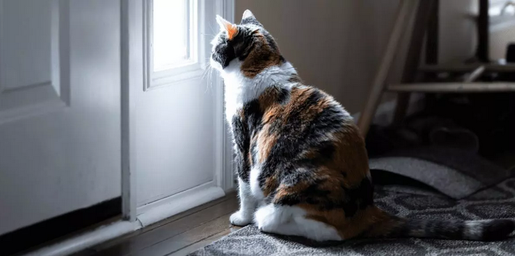 Вы когда-нибудь выходили за дверь, чтобы отправиться на работу, и задавались вопросом, не скучает ли ваша кошка, пока вас не было?
