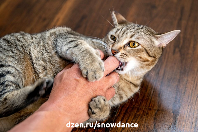Почему кошка кусается, когда её гладишь? Самые распространенные причины