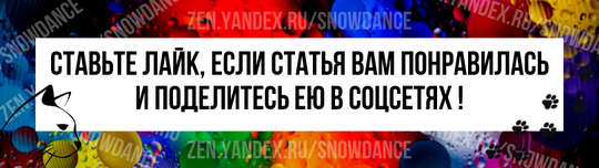 Мы чувствуем себя особенными, когда кошка предпочитает комфортно сидеть у нас на коленях. Большинство наших кошек любят быть с нами, но не обязательно прямо на коленях.-6