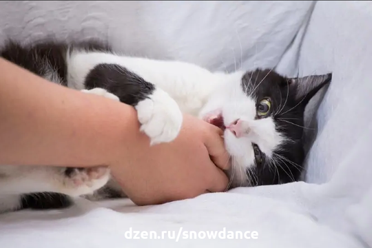 Почему кошка обнимает меня за руку и кусает? Возможные причины и советы по профилактике