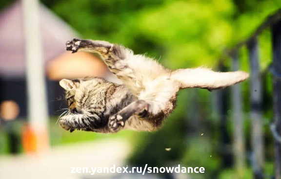 Все мы знаем, что если кошка падает с высоты, она обычно инстинктивно переворачивается в воздухе: сначала она делает это движение головой, затем передней частью тела, туловищем, спиной - и...-2
