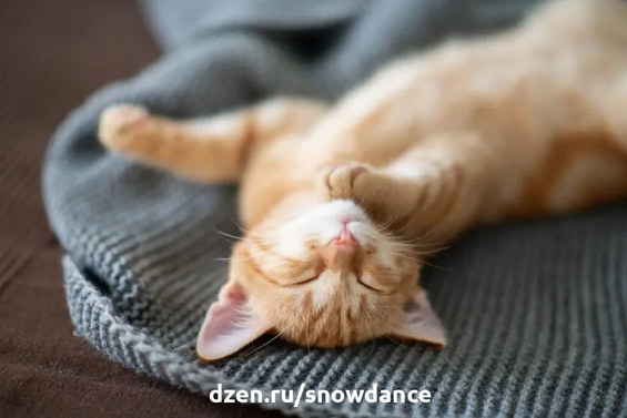 Если ваша кошка спит на спине, она, вероятно, чувствует себя в полной безопасности. Однако существует несколько других возможных причин такого поведения.-4