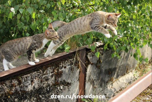 Перед прыжком кошка приседает, покачивает попой, иногда издает мяуканье, а затем прыгает.-3