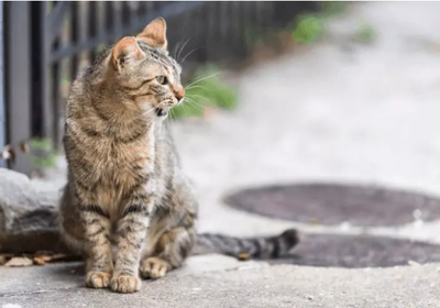 Я люблю кошек и все прикольные звуки, которые они издают. Самое привычное -  это мяуканье. Но не стоит забывать и о шипении, рычании, щебетании и очаровательном звуке "бррр", который они тоже издают.-4