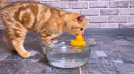 Вы подходите к миске с водой вашей кошки и обнаруживаете, что в ней плавает... игрушка. Скорее всего, вам интересно, почему кошки кладут свои игрушки в миску с водой.