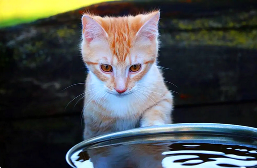 Вы подходите к миске с водой вашей кошки и обнаруживаете, что в ней плавает... игрушка. Скорее всего, вам интересно, почему кошки кладут свои игрушки в миску с водой.-2