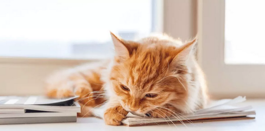 Невозможно оставить ни одного листа бумаги на столе без того, чтобы на него не претендовала ваша любопытная кошка.