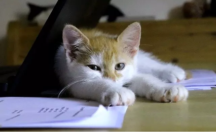 Невозможно оставить ни одного листа бумаги на столе без того, чтобы на него не претендовала ваша любопытная кошка.-3