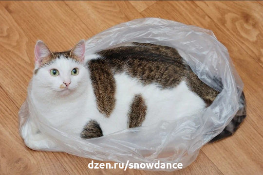 Большинство владельцев кошек просто смирились с тем, что их питомцев развлекают самые случайные вещи, в том числе и пластиковые пакеты.-2