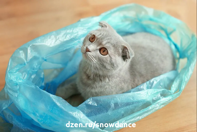 Большинство владельцев кошек просто смирились с тем, что их питомцев развлекают самые случайные вещи, в том числе и пластиковые пакеты.-3