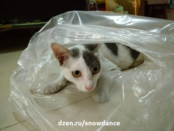 Большинство владельцев кошек просто смирились с тем, что их питомцев развлекают самые случайные вещи, в том числе и пластиковые пакеты.-4