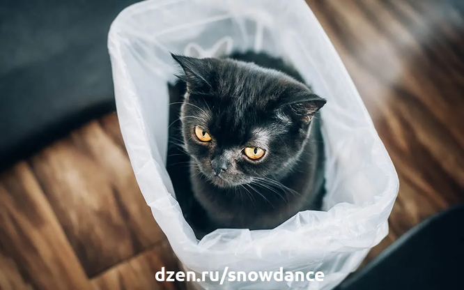 Большинство владельцев кошек просто смирились с тем, что их питомцев развлекают самые случайные вещи, в том числе и пластиковые пакеты.-5