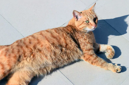Кошки любят часами сидеть, греясь на солнышке. Это может вызвать у вас любопытство. Однако это безобидная вещь, которую многие животные делают по разным причинам.