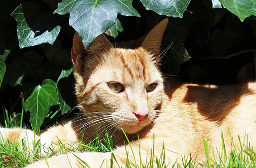 Кошки любят часами сидеть, греясь на солнышке. Это может вызвать у вас любопытство. Однако это безобидная вещь, которую многие животные делают по разным причинам.-2