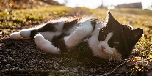 Кошки любят часами сидеть, греясь на солнышке. Это может вызвать у вас любопытство. Однако это безобидная вещь, которую многие животные делают по разным причинам.-3