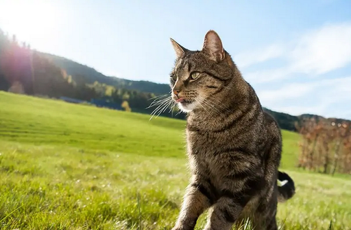 Кошки любят часами сидеть, греясь на солнышке. Это может вызвать у вас любопытство. Однако это безобидная вещь, которую многие животные делают по разным причинам.-4